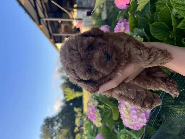 Orjinal Minyatür Toy Poodle Yavrular