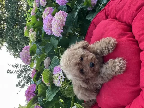 Orjinal Minyatür Toy Poodle Yavrular