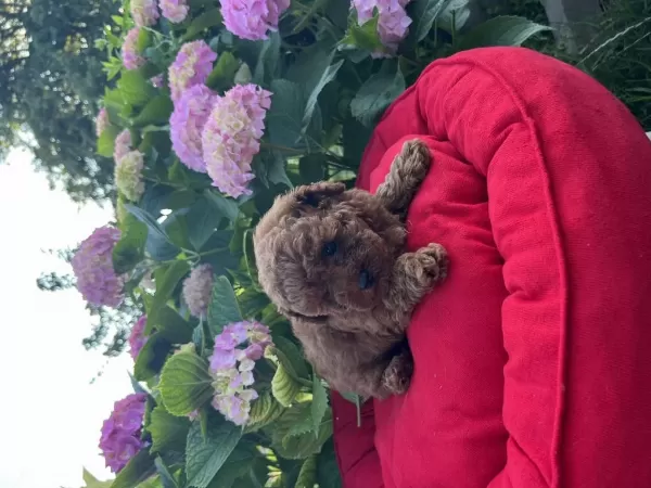 Orjinal Minyatür Toy Poodle Yavrular