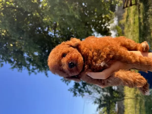 Orjinal Minyatür Toy Poodle Yavrular