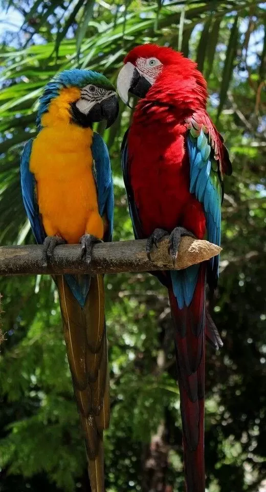 Orjinal Ara Macaw Özel Renk