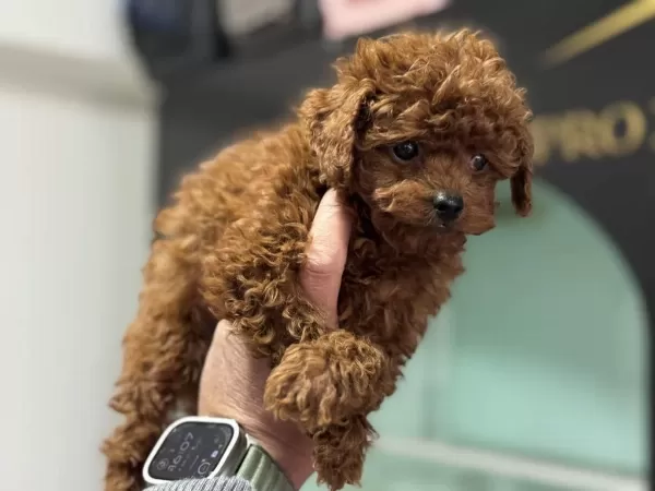 700 Gr 4 Aylık Micro Tea Cup Kore Poodle