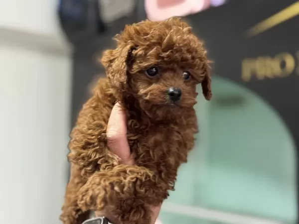 700 Gr 4 Aylık Micro Tea Cup Kore Poodle
