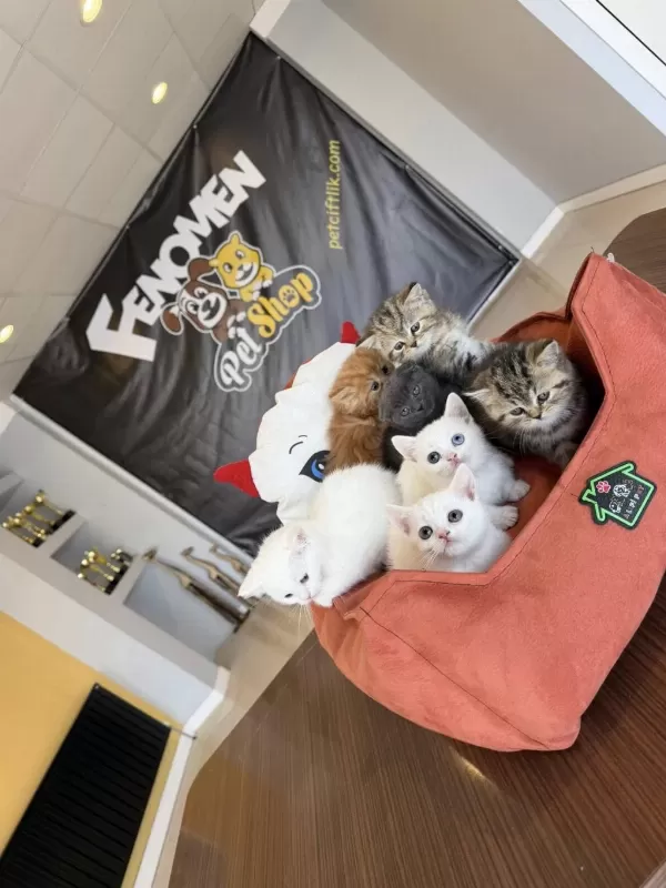 Top Kafa Scottish Fold Yavrulari Fenomen Pet Shop