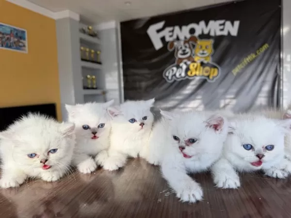 Kediciden Mükemmel British Shorthair Yavrulari Ankara