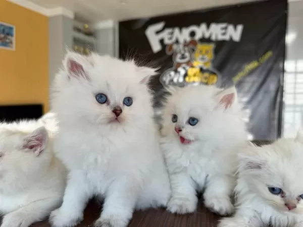 Kediciden Mükemmel British Shorthair Yavrulari Ankara