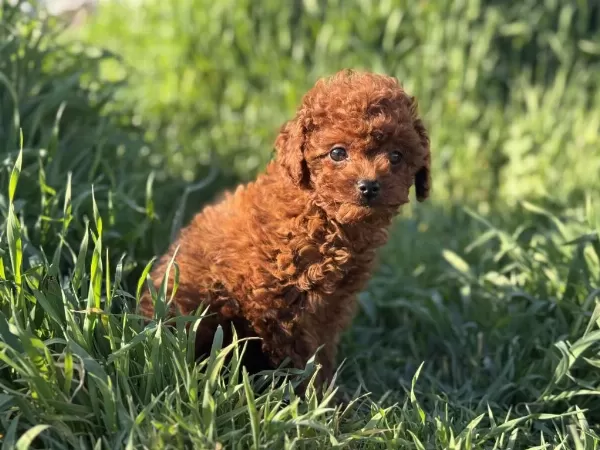 Dark Brown Kore Toy Poodle Yavrularımızı Canlı Görün