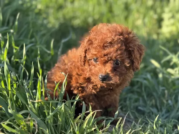 Dark Brown Kore Toy Poodle Yavrularımızı Canlı Görün