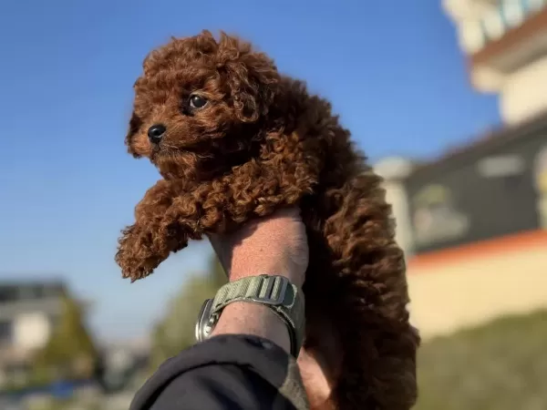 Dark Brown Kore Toy Poodle Yavrularımızı Canlı Görün