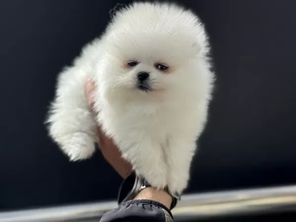 Petmode Köpek Çiftliğinden Teddy Pomeranian