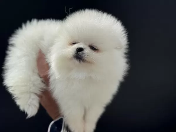 Petmode Köpek Çiftliğinden Teddy Pomeranian