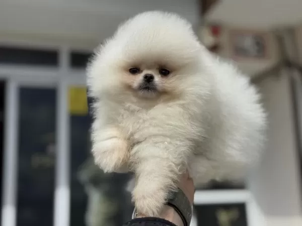 Petmode Köpek Çiftliğinden Teddy Pomeranian