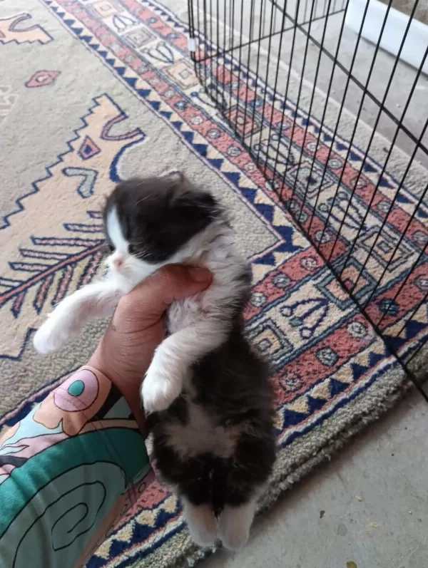 Bebiş Kedilere Yuva Arıyoruz