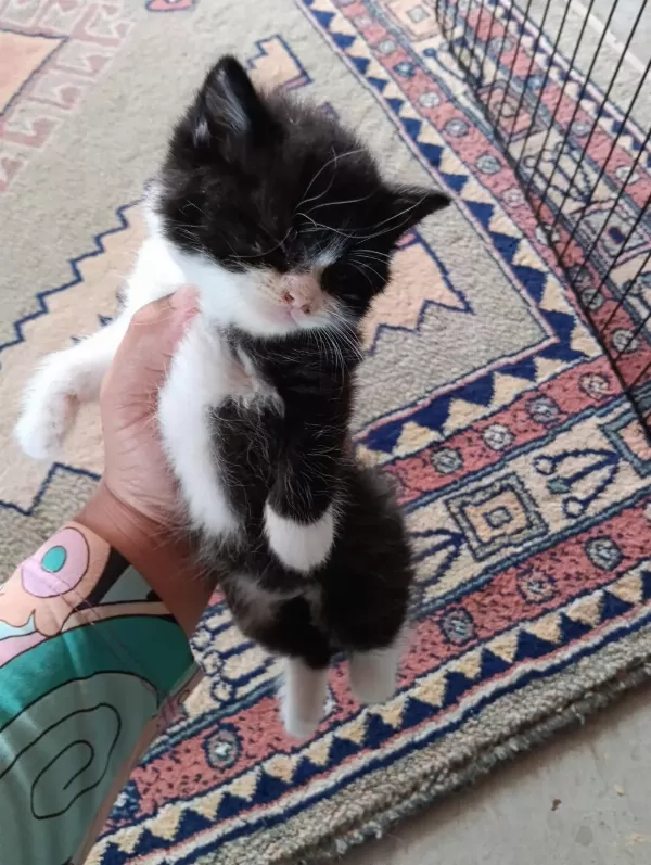 Bebiş Kedilere Yuva Arıyoruz