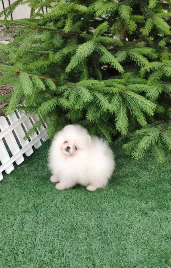 Teacup Pomeranian Erkek Yavru