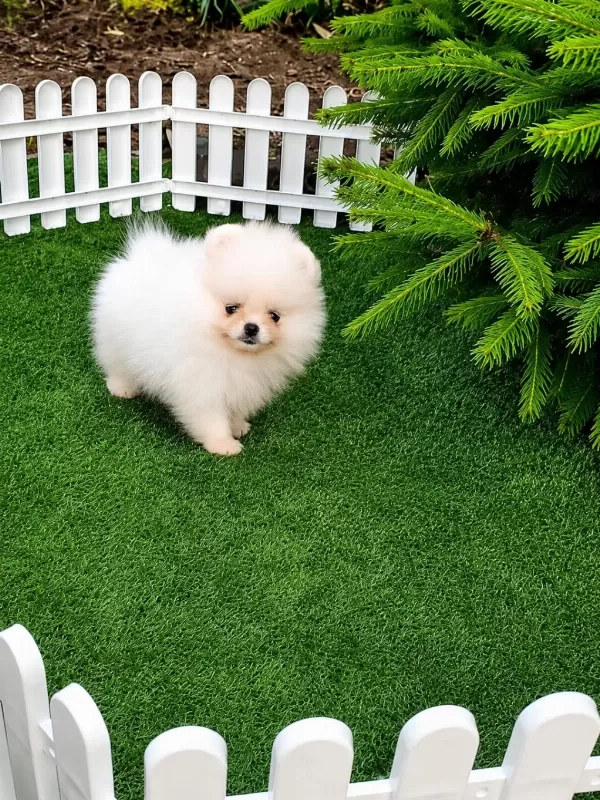 Teacup Pomeranian Erkek Yavru