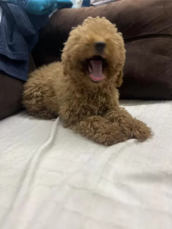 Sağlıklı 5 Aylık Dişi Poodle