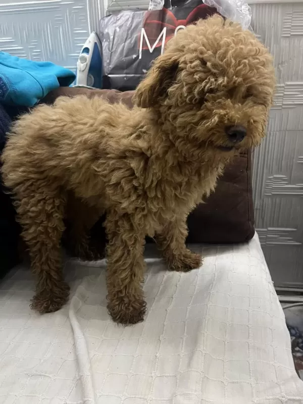 Sağlıklı 5 Aylık Dişi Poodle