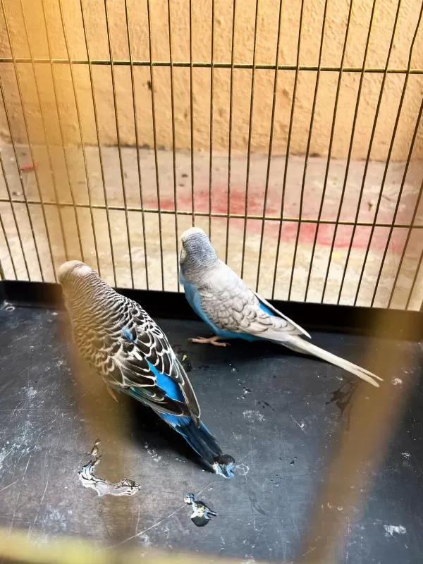 Jumbo Yavru Alınmış Takım Muhabbet Kuşu