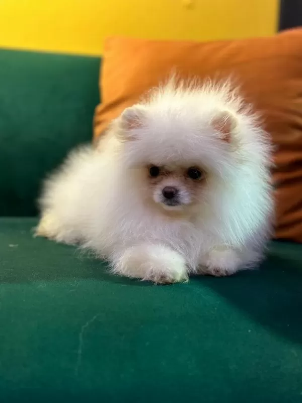 Kar Beyaz Ayı Suratlı Garantili Pomeranian Yavrularımız