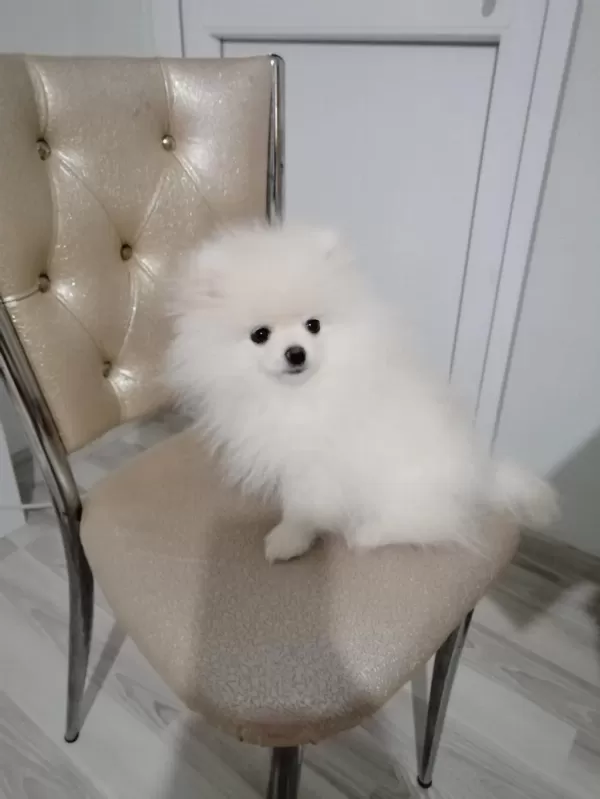 Kar Beyaz Ayı Suratlı Garantili Pomeranian Yavrularımız