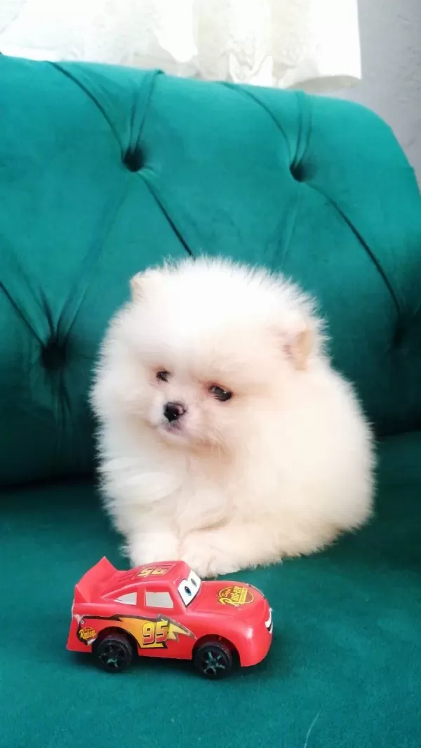 Kar Beyaz Ayı Suratlı Garantili Pomeranian Yavrularımız