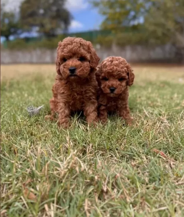 Kore Poodle Yavrularımız 0 Boy İrk Garantili Bebeklerim