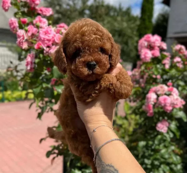 Kore Poodle Yavrularımız 0 Boy İrk Garantili Bebeklerim