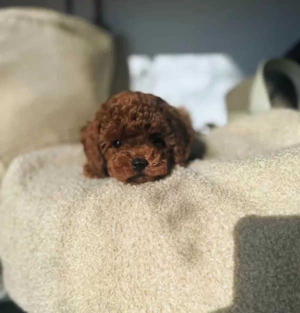 Kore Poodle Yavrularımız 0 Boy İrk Garantili Bebeklerim