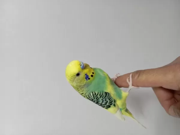 14 Aylık Erkek Muhabbet Kuşu