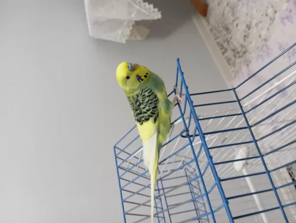 14 Aylık Erkek Muhabbet Kuşu