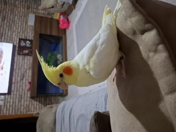Yavru Sultan Papağanı 3 Kelime Biliyor