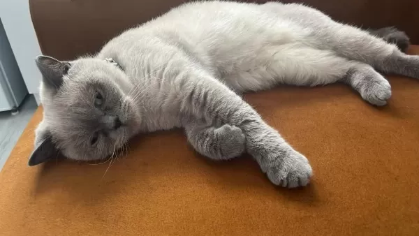 Bir Tanecik Yavrumuz Sahiplendirilecek