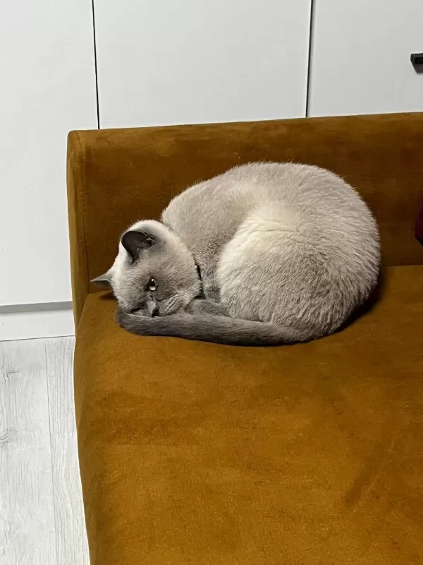 Bir Tanecik Yavrumuz Sahiplendirilecek