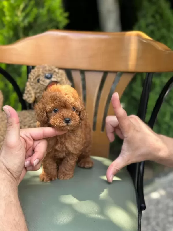 Kg Garantili Kore Toy Poodle Yavrularımız