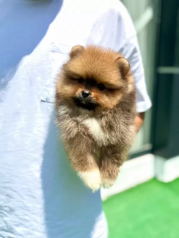 Pomeranian Boo Teddy Bear Yavru