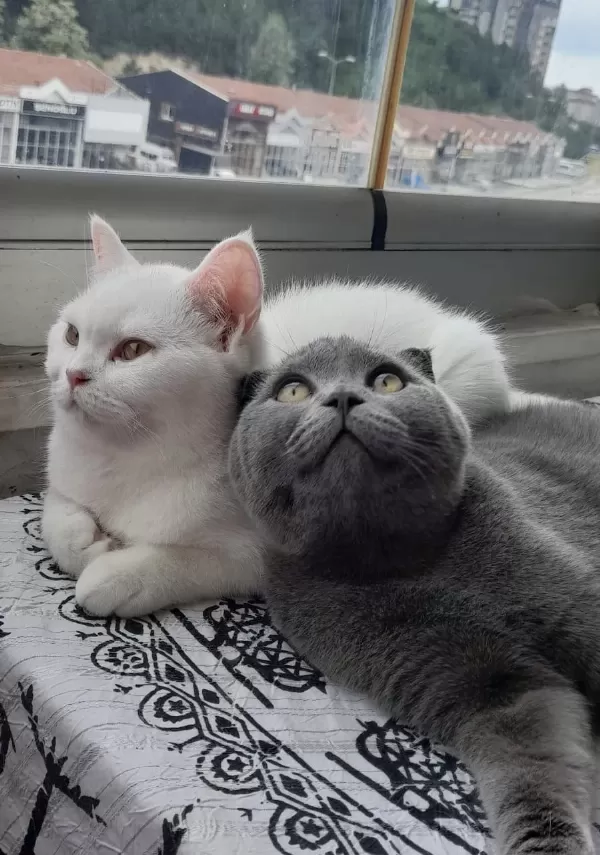 6 Aylık British Shorthair Yavrular
