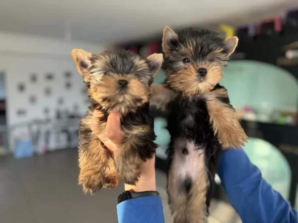 Wc Eğitimli Tea Cup Yorkshire Terrier