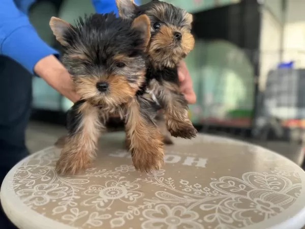 Wc Eğitimli Tea Cup Yorkshire Terrier