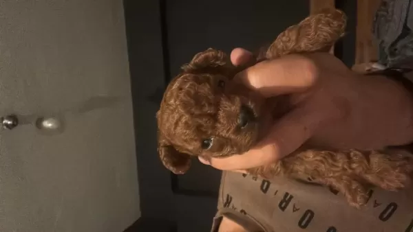 Tea Cup Poodle Yavrumuzu Sahiplendiriyoruz