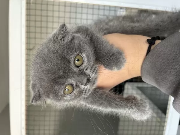 İrk Garantili Scottish Fold