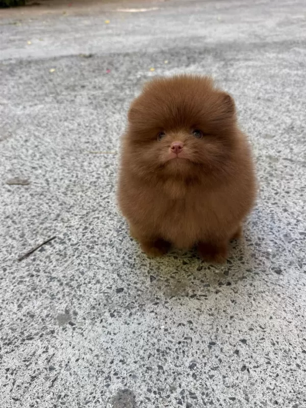 Çikolata Erkek Teddy Bear Garantili Pomeranian
