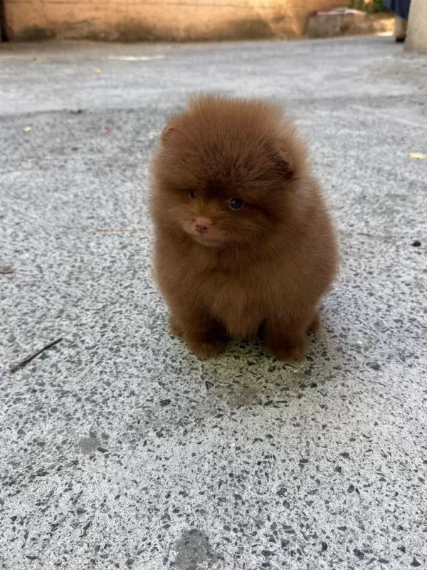 Çikolata Erkek Teddy Bear Garantili Pomeranian