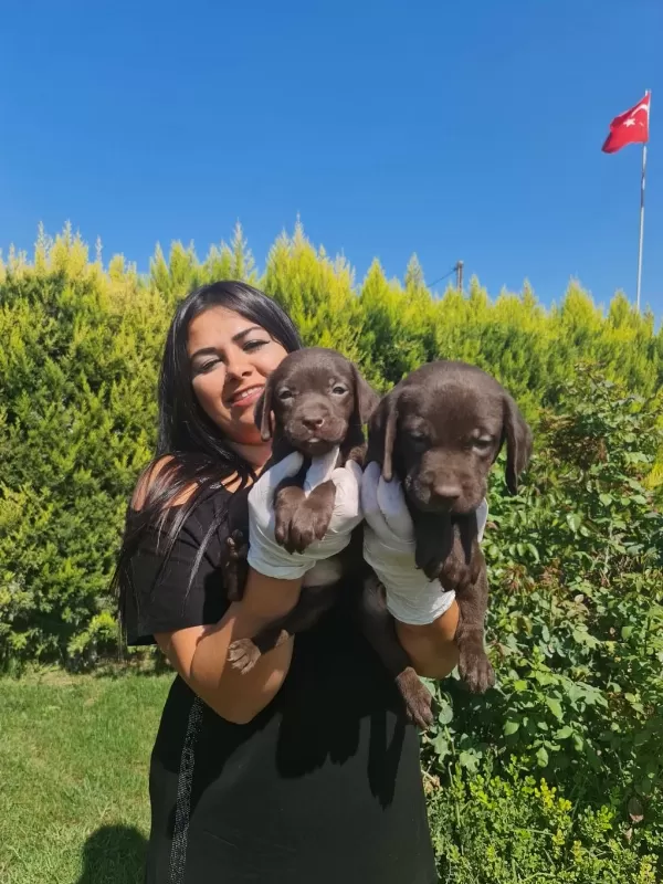 Sağlık Ve İrk Garantili Labrador Yavrularım