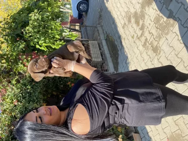 Sağlık Ve İrk Garantili Labrador Yavrularım