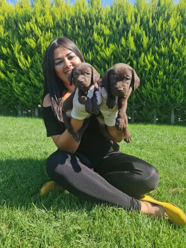 Sağlık Ve İrk Garantili Labrador Yavrularım