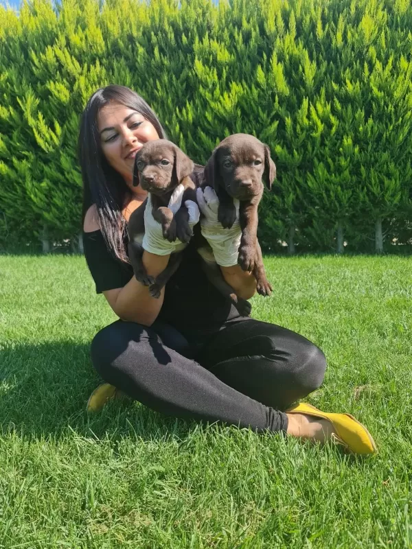 Sağlık Ve İrk Garantili Labrador Yavrularım