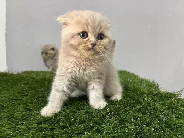 Scottish Fold Lilac Kedimiz