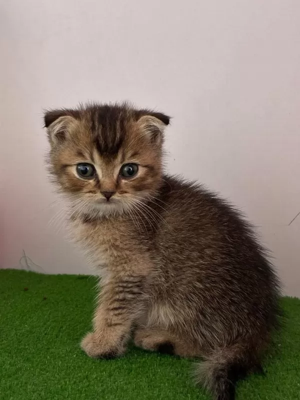 Scottish Fold Golden Ny11
