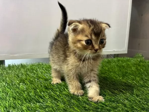 Scottish Fold Golden Ny11